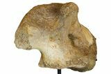 Hadrosaur (Edmontosaurus) Coracoid Bone With Stand - Montana #176376-3